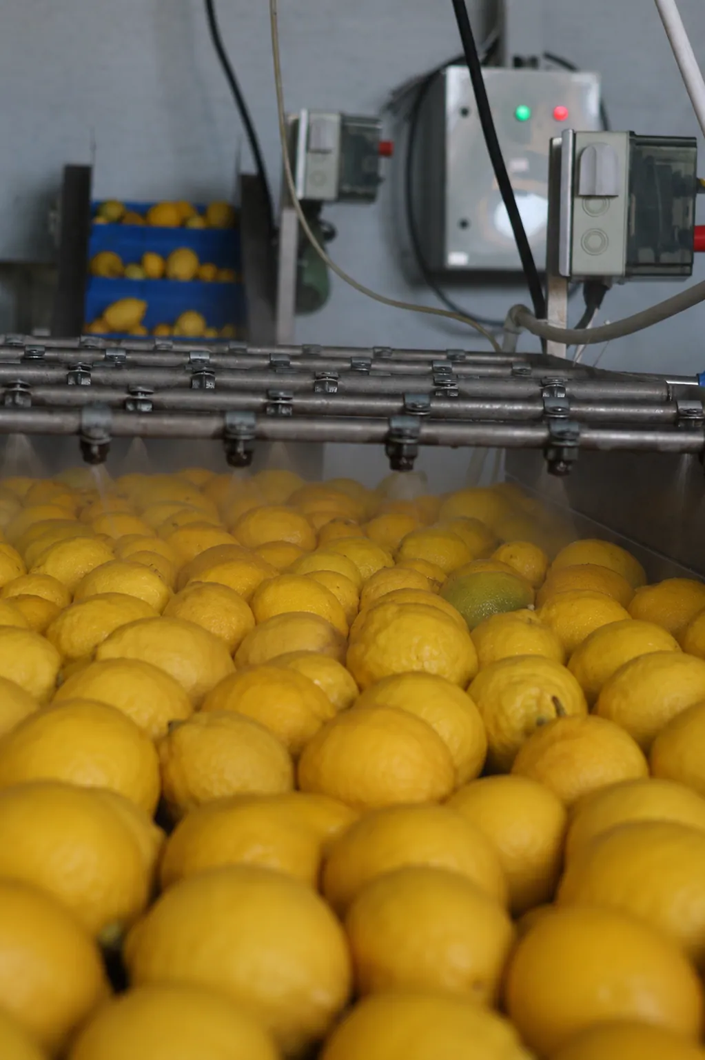 Yıkama hattında taze limonlar
